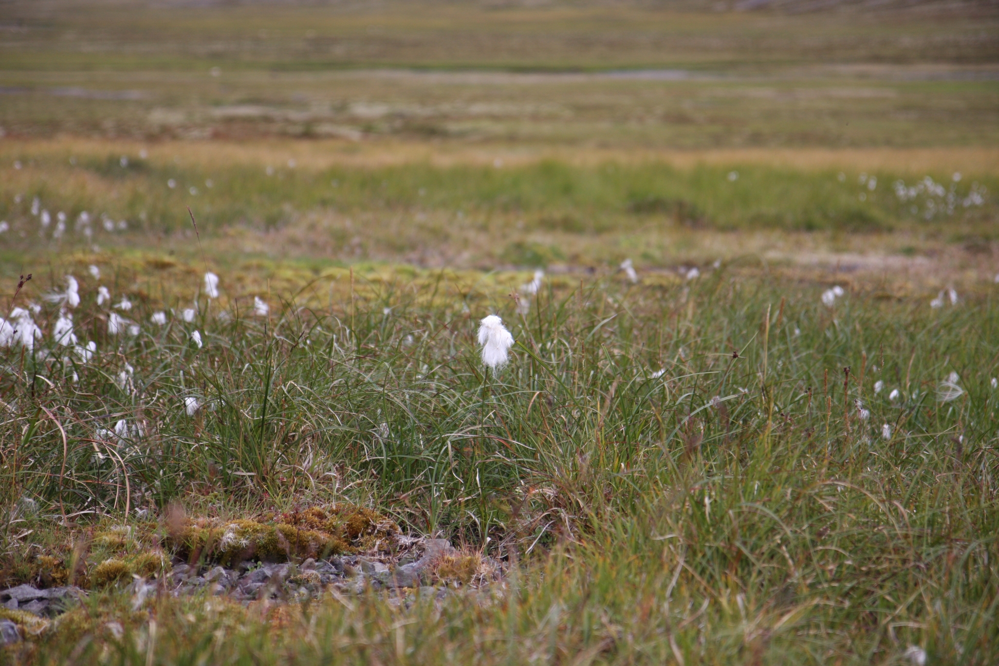 Flowers or something after sheeps ? ... u guess