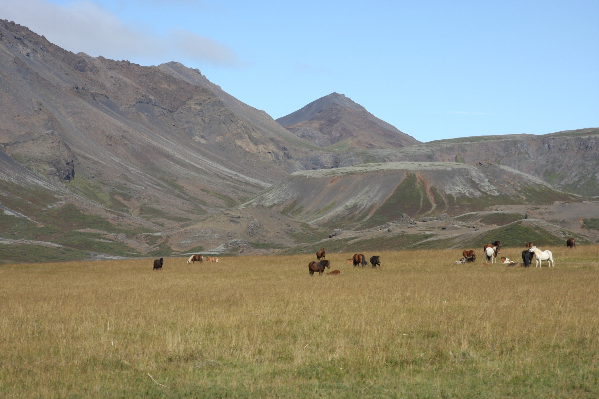 There are many horses in Iceland - for tourism and for export