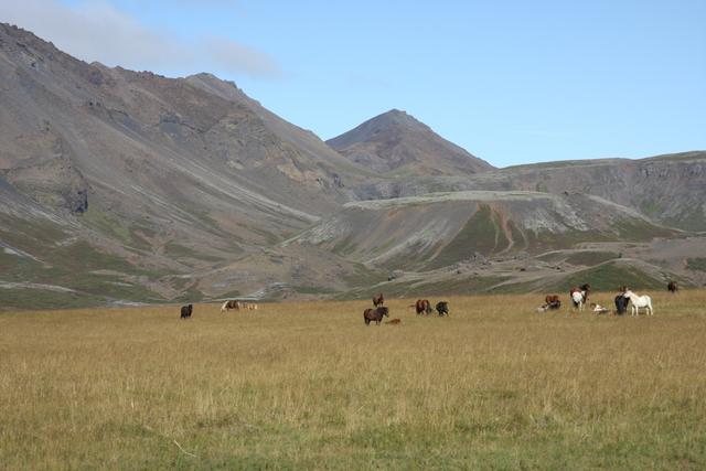 There are many horses in Iceland - for tourism and for export