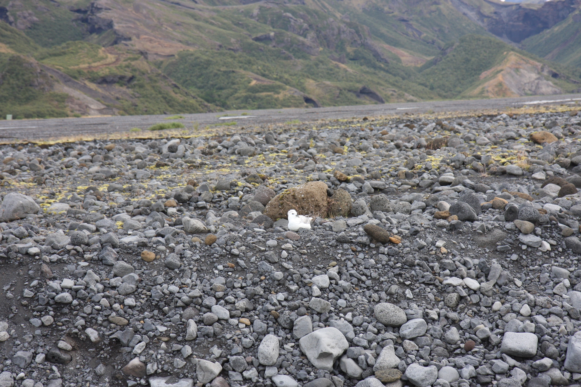 Stupid birds - they are sitting like that on the roads as well.