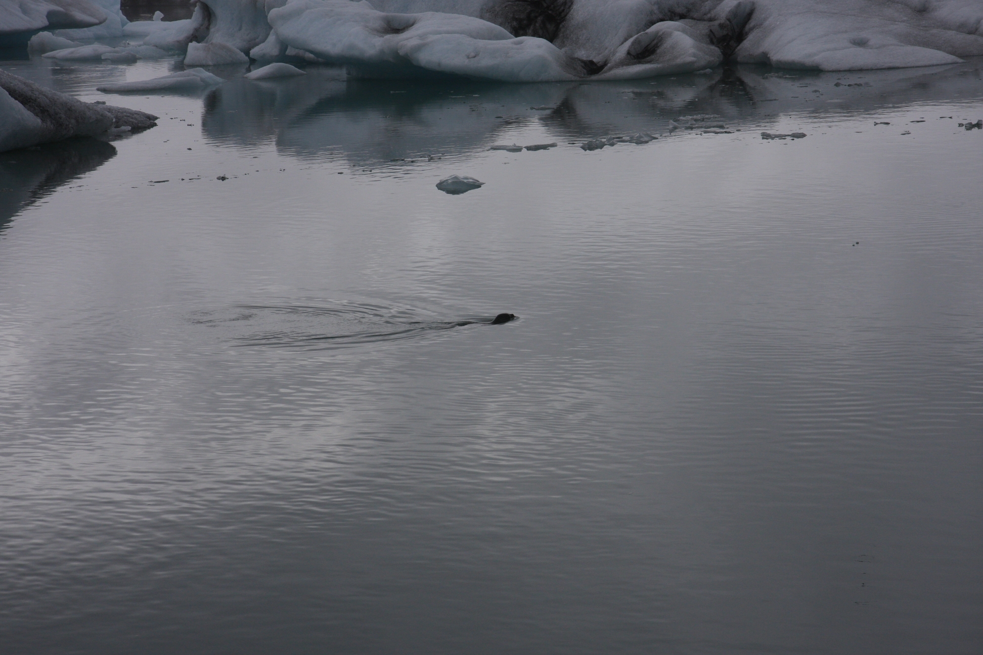 Seals :-)