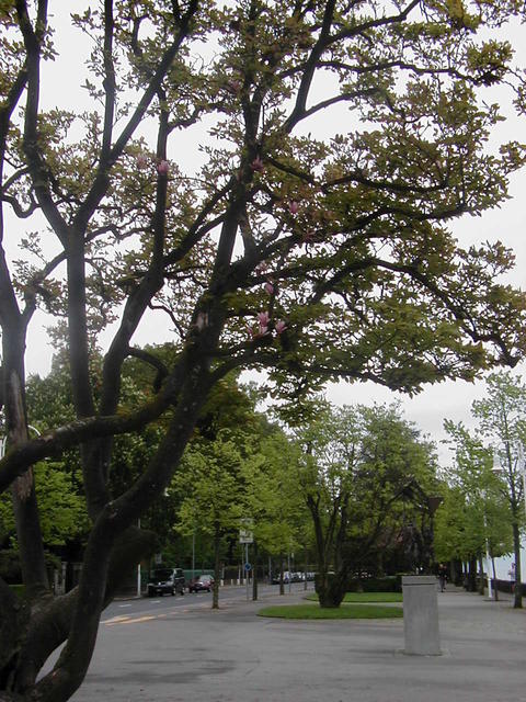 Zydintis medelis